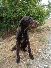 cane da tartufi 