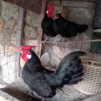 Galletti e galline nane