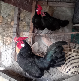 Galletti e galline nane