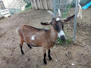 Capre di razza e certificate