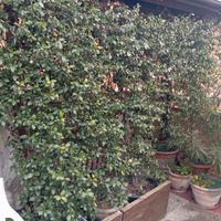 2 Grandi Piante di Falso Gelsomino (Rincospermo)