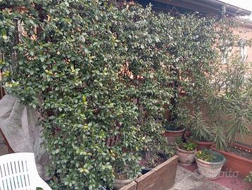 2 Grandi Piante di Falso Gelsomino (Rincospermo)