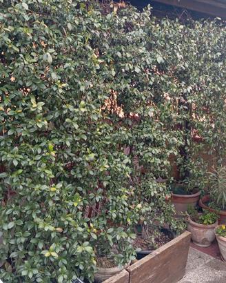 2 Grandi Piante di Falso Gelsomino (Rincospermo)