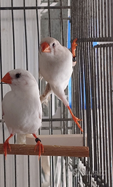 Coppia di Diamante Mandarino Bianchi