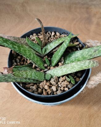 pianta grassa gasteria in vasetto
