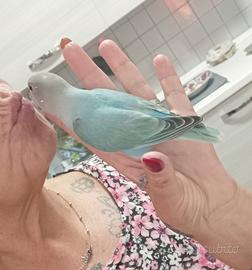 Inseparabile allevato a mano