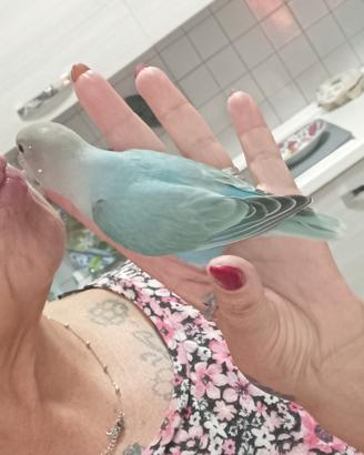 Inseparabile allevato a mano