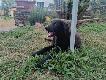 Cucciola di Lagorai / segugio maremmano