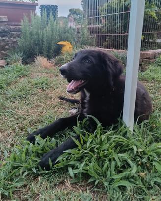 Cucciola di Lagorai / segugio maremmano