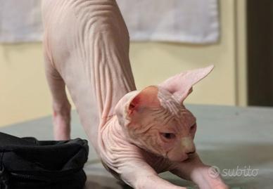 2 Gattini  Canadian Sphynx con PEDIGREE Maschietti