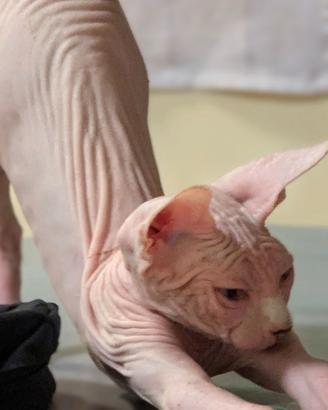 2 Gattini  Canadian Sphynx con PEDIGREE Maschietti