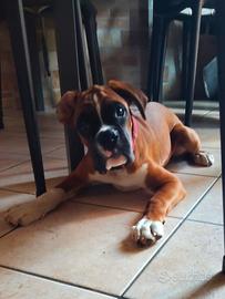 Cucciolone Boxer