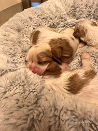 Cuccioli Cavalier King con pedigree Enci