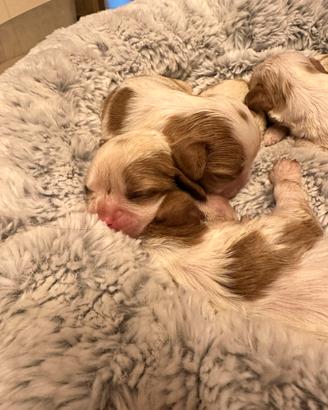 Cuccioli Cavalier King con pedigree Enci