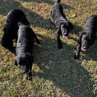 Labrador Retriever Neri (quattro tori)