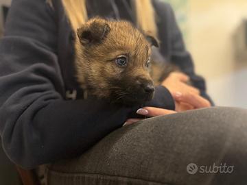 Cane lupo cecoslovacco