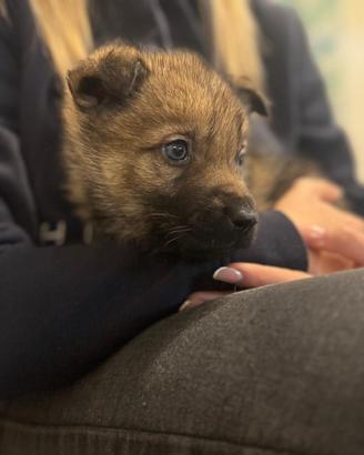 Cane lupo cecoslovacco