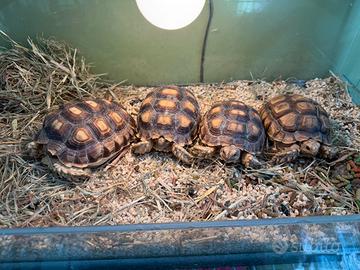 Tartarughe Sulcata