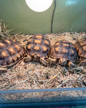 Tartarughe Sulcata