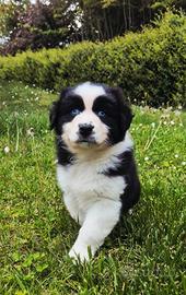 Cucciolo pastore australiano maschio