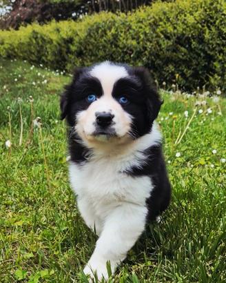 Cucciolo pastore australiano maschio pedigree