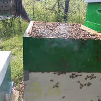 Nuclei, sciami di api, regine