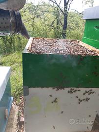 Nuclei, sciami di api, regine