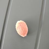Cypraea