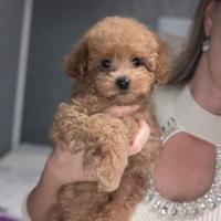 Cuccioli di Barboncino