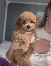 Cuccioli di Barboncino