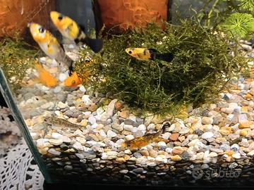 P.Sphenops (Molly), muschio di giava , planorbis