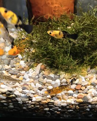 P.Sphenops (Molly), muschio di giava , planorbis