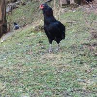 Gallo araucana