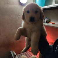 Golden retriever con pedigree