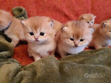 Gattini British Golden Shorthair