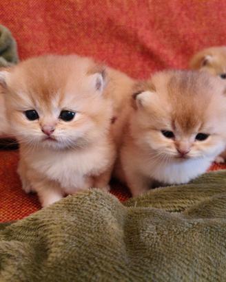 Gattini British Golden Shorthair