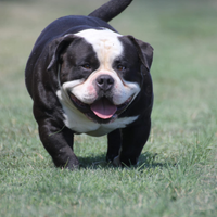 Accoppiamento american Bully