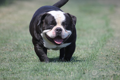 Accoppiamento american Bully