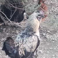Gallo di 7 mesi