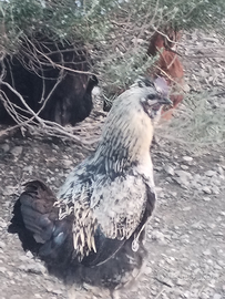 Gallo di 7 mesi
