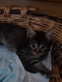 Adotta questa splendida gattina ??