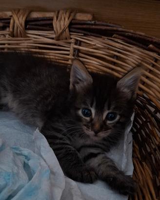 Adotta questa splendida gattina ??