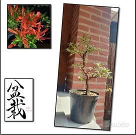 bonsai azalea var. kinsai