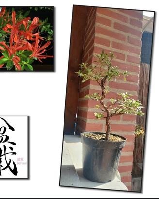 bonsai azalea var. kinsai
