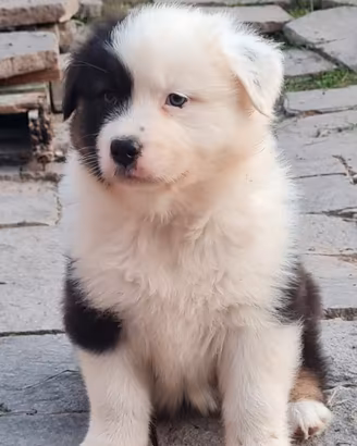 Cuccioli Pastore australiano