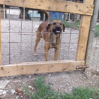 Cane. Toby vorrebbe una famiglia