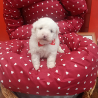 Barboncino maltipo toy bianco occhi blù