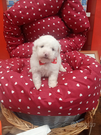 Barboncino maltipo toy bianco occhi blù