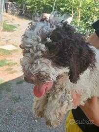 Lagotto cuccioli Pedigree addestrati sul tartufo