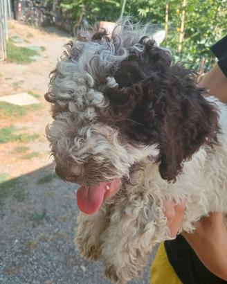 Lagotto cuccioli Pedigree addestrati sul tartufo